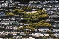 Schieferdach Cevennen