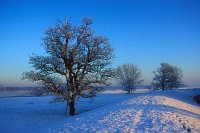 Stileiche im Schnee Elbtal