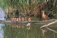Stockente mit Kueken