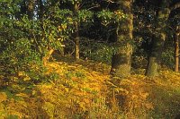 Waldrand mit Farn Mueritz