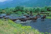 Wasserbueffelherde Kerkini