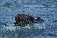 Wasserbueffel am Kerkini