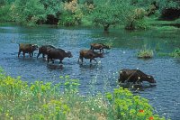 Wasserbueffel im Wasser