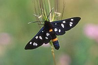 Weissfleckwidderchen Gargano