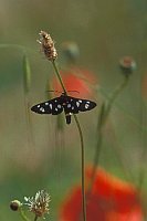 Weissfleckwidderchen hoch