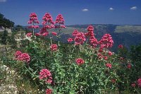 Rote Spornblume Gargano