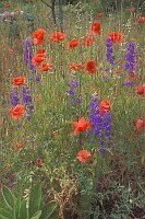 Klatschmohn Rittersporn