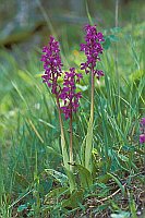 Knabenkraut Cevennen