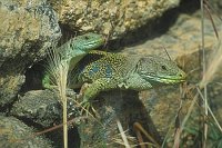 Perleidechse Paar Extremadu