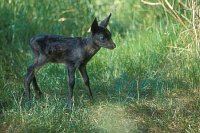 Reh Kitz Schwaerzling