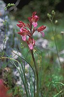Rotes Schmetterlings Knaben