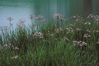 Schwanenblume_Elbtalaue