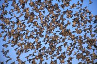 Staren Schwarm sehr dicht