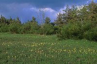 Holunderknabenkraut Wiese