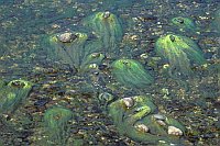 Fadenalgen an Steinen Extre