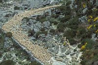 Transhumanz Schafe Extremad