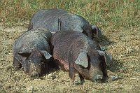 Iberisches Hausschwein Extr