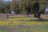 Steineichen Dehesa bluehend