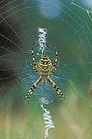 Wespenspinne im Netz