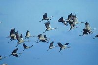 Kranichtrupp am Himmel