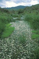 Bach flutender Hahnenfuss Ex