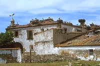 Finca mit 50 Storchennester