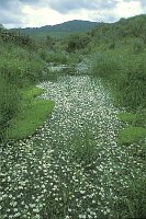 Flutender Hahnenfuss