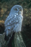 Bartkauz auf Baumstumpf