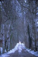 Baumallee in Ahrenshoop