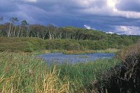 Darss Weststrand m Strandsee