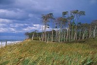 Darss Weststrand u Windfluec