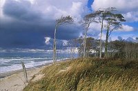 Darss Weststrand Windfluecht