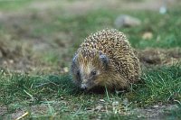 Igel auf Wiese von vorn