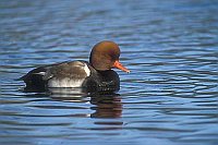 Kolbenente Erpel auf Wasser