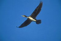 Kormoran im Flug bl Himmel