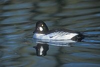 Schellente Erpel auf Wasser