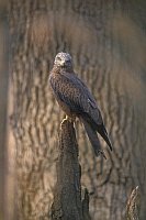 Schwarzmilan a Baumstumpf