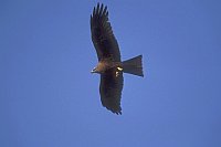 Schwarzmilan Flug bl Himmel