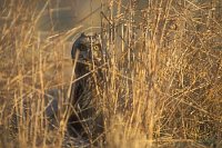 Sumpfohreule hin Grashalmen