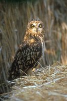 Sumpfohreule Kopf im Licht