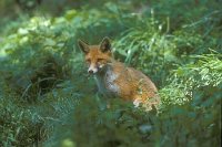 Fuchs Jungtier a Waldwiese