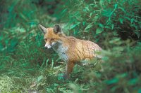 Fuchs Jungtier aufmerksam