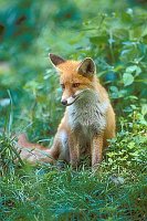 Fuchs Jungtier sitzend