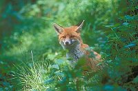 Fuchs Jungtier beobachtend