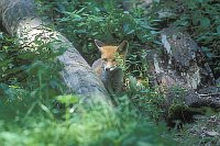 Fuchs Jungtier neben Stamm