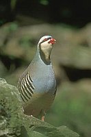 Chukar Steinhuhn rufend