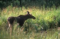 Elch Jungtier Gegenlicht