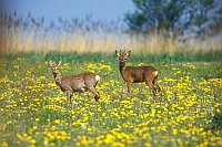 Reh Bock m Ricke a Wiese