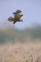 Rohrweihe i Flug ue Schilf