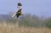 Rohrweihe ueber Schilf flie